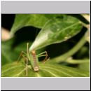 Leptophyes punctatissima - Zartschrecke 01a.jpg